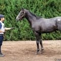 【セレクトセール2026】サートゥルナーリア産駒に1億3000万円…母はJRA4勝馬