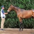 【セレクトセール2026】エピファネイア産駒に1億9000万円…母はJRA4勝馬