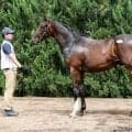 【セレクトセール2026】米G2馬のキズナ産駒に1億6000万円…藤田晋氏が落札
