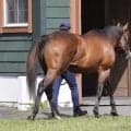 モーリスやパンサラッサなど 南半球シャトル種牡馬4頭が出国検疫施設へ移動