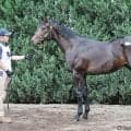 【セレクトセール2026】母は紅梅S勝ち馬…モルトアレグロの2025が1億5000万円