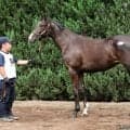 【セレクトセール2026】イクイノックス産駒に1億1000万円…ノーザンファーム生産の良血牝馬