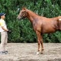 【セレクトセール2026】エフフォーリア産駒の良血に1億2500万円…母系も活躍馬多数