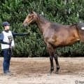 【セレクトセール2026】亜3歳牝馬チャンピオンのイクイノックス産駒に1億1000万円