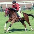 【函館２歳Ｓ】５０００勝達成の武豊騎手が今週もシグレで主役へ　陣営「豊さんも『走るね』と。楽しみが大きい」