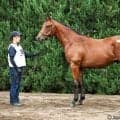 【セレクトセール2026】皐月賞馬ジャスティンミラノ近親…キタサンブラック産駒に1億5000万円