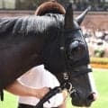 【函館2歳S】シーザリオ一族初の牝馬の重賞制覇なるか イモージェンに要注目だ