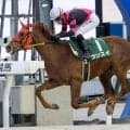 【函館2歳S】2年連続でマル地馬の戴冠なるか ホッカイドウ競馬出身のウンスイが参戦だ