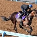 【注目馬動向】青葉賞馬ゴーイントゥスカイは新潟記念の予定を変更しセントライト記念へ　鞍上は引き続き武豊騎手の予定