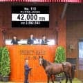 【セレクトセール２０２６】イクイノックス産駒の良血が初日最高４億２０００万円　菊花賞２着の半兄・エリキングの２倍