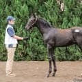 【セレクトセール2026】キタサンブラック産駒が1億2000万円…4勝馬キミノナハマリアの半弟に高評価