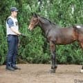 【セレクトセール2026】愛オークス馬の血を引く良血が1億6000万円…キタサンブラック産駒が高額落札