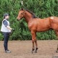 【セレクトセール2026】アドマイヤマーズ産駒に1億5000万円…母は仏G1馬の良血