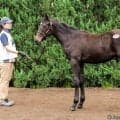【セレクトセール2026】チリオークス2着馬の初仔に1億5000万円…キズナ産駒を前田良平氏が落札