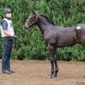 【セレクトセール2026】重賞馬アグリの半弟が1億2500万円…ノースヒルズがコントレイル産駒を落札
