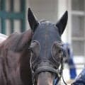 【セレクトセール２０２６】一度は種牡馬引退の危機…２１年ダービー馬シャフリヤールの初年度産駒が７２００万円で落札　
