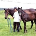 高いのか安いのか？「５億円いくかと」「感覚が麻痺」イクイ×デアリングの牡馬３・３億円にＳＮＳの反応分かれる