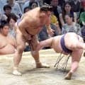高安、無傷３連勝「１つでも多く勝って番付を戻したい」