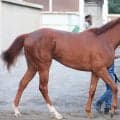 【今週のトク注新馬】Ｗコースでラスト１０秒９！美浦トレセンで話題のアドマイヤマーズ産駒　１８日福島でデビュー予定