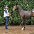 【セレクトセール2026】シスキン産駒に1億500万円