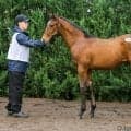 【セレクトセール2026】アルゼンチン年度代表牝馬馬×キタサンブラックに1億1500万円…STレーシングが落札
