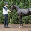 【セレクトセール2026】重賞2勝馬アートハウスの仔1億4000万円…前田幸治氏がコントレイル産駒を落札