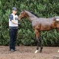 【セレクトセール2026】北米G1馬の孫、エフフォーリア産駒が1億4000万円…ANIMAレーシングが落札