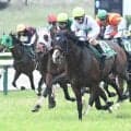 【関屋記念想定】エルトンバローズ、サンダーストラックなど14頭