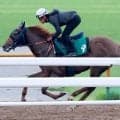 【函館２歳Ｓ】ダート圧勝のノリヤンモーニンは芝もＯＫ　浜中俊騎手「手脚が軽いから芝でも大丈夫」単走で軽快