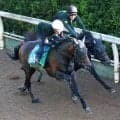 【小倉記念】時計以上の動き！成長著しいジーティーアダマン　上村調教師「今回は思った通りの調整が出来ている」