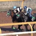 【関屋記念・１週前】復活したエルトンバローズがさらに上昇気配　猛暑にも陣営「引き続きいい状態で臨めます」