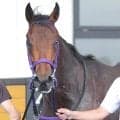 【注目馬動向】７月１１日の函館新馬を８馬身差圧勝のフレイコンは函館２歳Ｓを回避　次走はクローバー賞を視野