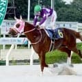 【園田１１Ｒ・しまね和牛特別】無敗の３冠馬オケマル復帰戦を圧勝　５か月ぶりの実戦でも２着に５馬身差