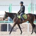 【ＰＯＧ】祖母に南米Ｇ１馬を持つラッパースヴィルが好仕上がり　手塚徳調教師「動きは水準以上」