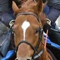 【東海Ｓ・１週前】重賞初挑戦のトリリオンボーイは併せ馬遅れも自己ベスト更新　武井調教師「状態はいつもと一緒です」