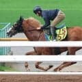 【ＰＯＧ】１９日函館デビューへ好仕上がりのフィオリアーモを横山武史騎手が評価「初戦からしっかり動けそうな感じ」