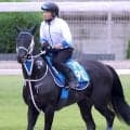 【注目馬動向】阿蘇Ｓ８着のモックモックは日本テレビ盃とシリウスＳの両にらみ　ストレングスはサマーチャンピオン本線
