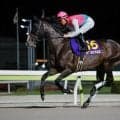 【盛岡・マーキュリーC枠順】メイセイオペラの背中を追う14頭集結 大井所属のドゥラエレーデは1枠1番