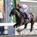 【東海S想定馬・騎手】マテンロウコマンド、ドンインザムードなど14頭