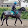 【ＰＯＧ】福島開催で除外のラインホルトは８・２新潟デビュー目指す　伯母にダート重賞２勝のワンミリオンス