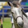 4代母は名牝エアグルーヴ ヴェルバーニアがデビュー勝ち狙う