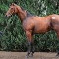【セレクトセール2026】１歳馬セッション　「億超え」の高額馬のなかで現場のプロがほれ込んだ４頭