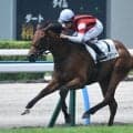 【小倉5R新馬戦結果】ビッグアーサー産駒ウインガラハッドが断然人気に応え逃げ切りV