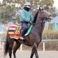 「ダンジグの後継馬」ウォーフロントが今シーズン限りで種牡馬引退　日本ではデクラレーションオブウォーなどが血を継承