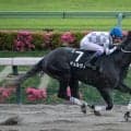 【マーキュリーカップ】重賞初挑戦ギュルヴィは5枠8番
