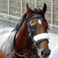 【１９日の注目・福島１０Ｒ】アーモンドアイ初子アロンズロッド　戸崎圭太騎手と初コンビで現級突破狙う