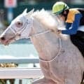 【宮崎S】半姉はソダシ＆ママコチャ 白毛のカルパがオープン昇級なるか