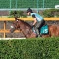 ホープフルS3着馬の半弟サンライズジャポネ 札幌芝1800mで初陣/関西馬メイクデビュー情報
