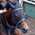 【マーキュリーＣ】５番人気サンデーファンデーが逃げ切り勝ち　重賞３勝目　１番人気ムルソーが２着