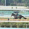 リバティアイランドの半弟ダノンダックス 田中博師「ポテンシャルの高さは感じる」/関東馬メイクデビュー情報